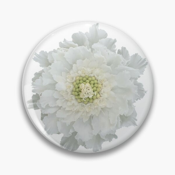 Item preview, White Scabious Flower Still Life Floral Photography designed and sold by CottoVerdi.