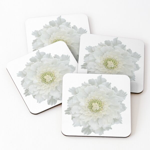 Item preview, White Scabious Flower Still Life Floral Photography designed and sold by CottoVerdi.