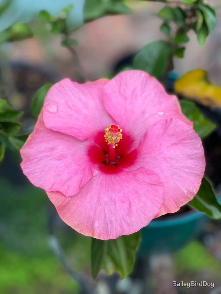 Pink Hibiscus Flower by BaileyBirdDog