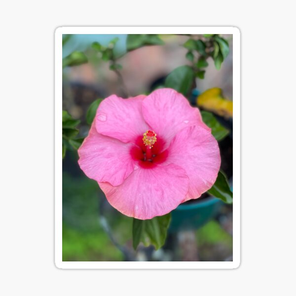 Pink Hibiscus Flower Sticker