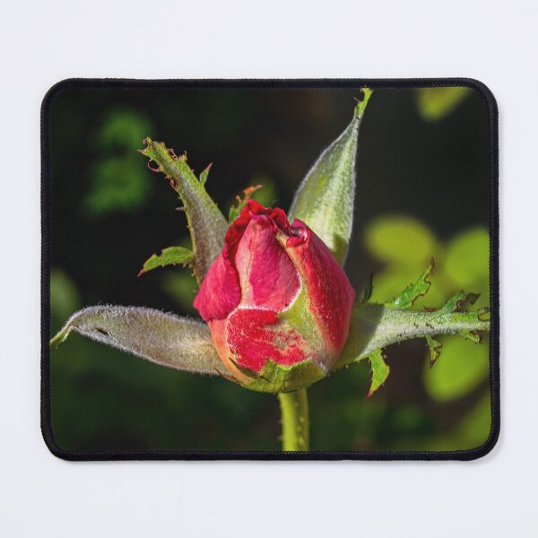 Item preview, A New Beginning  designed and sold by Lanis Rossi.