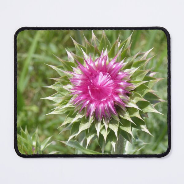 Item preview, Pink Thistle Plant designed and sold by CarolM.
