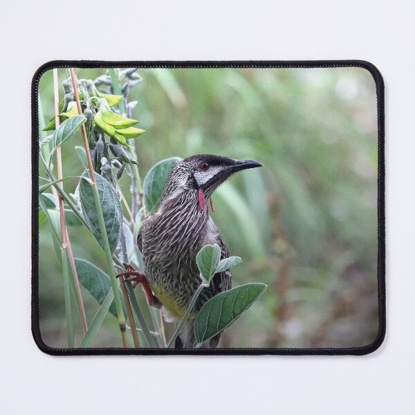 Item preview, Red Wattlebird designed and sold by LeanneAllen.