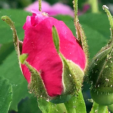 Artwork thumbnail, Rose Bud by Ric1926