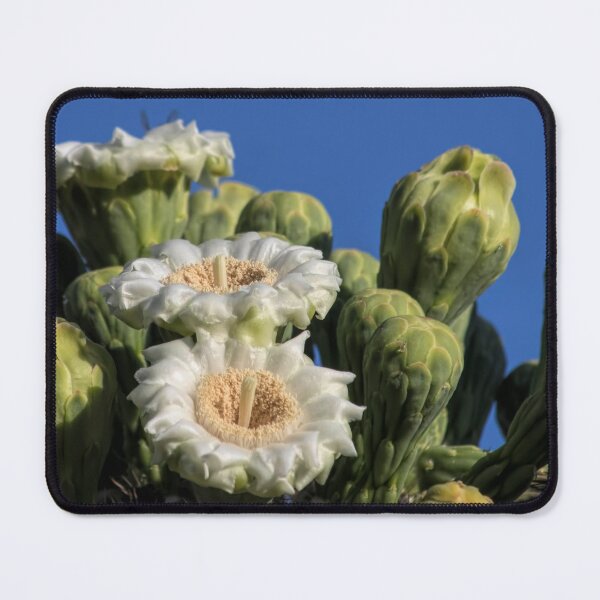 Item preview, Saguaro Blossoms designed and sold by Elisabeth Lucas.