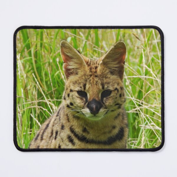Item preview, A Stunning Serval designed and sold by Karen Thomson.