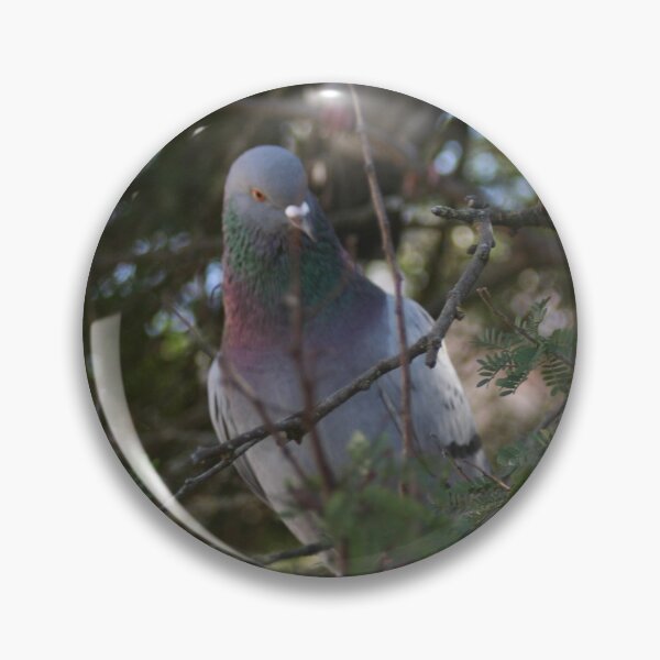 Item preview, Pigeon bird perching on a pine tree designed and sold by Anna Lemos.