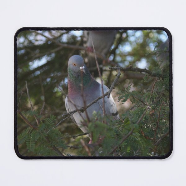Item preview, Pigeon bird perching on a pine tree designed and sold by Anna Lemos.