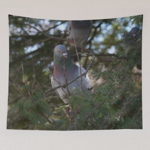 Item preview, Pigeon bird perching on a pine tree designed and sold by Anna Lemos.