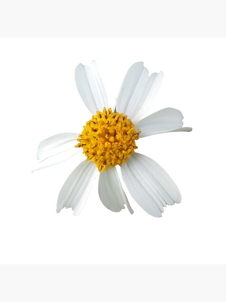 "Legit Daisy Flower no text and Original" Poster for Sale by