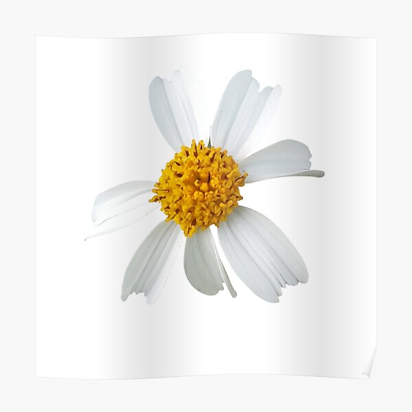 "Legit Daisy Flower no text and Original" Poster for Sale by