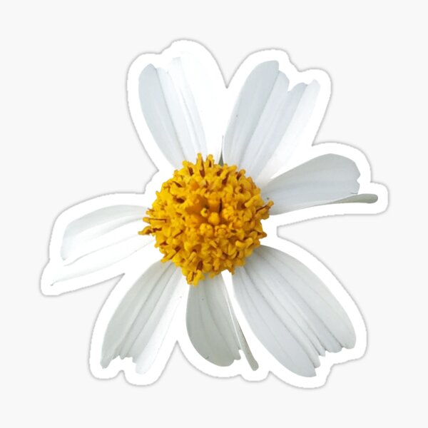 "Legit Daisy Flower no text and Original" Sticker by Iqbalmauanik