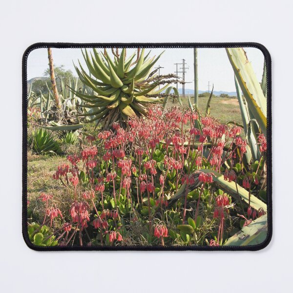 Item preview, Wild Succulent Plant Aloe Flowers Countryside, South Africa designed and sold by worldways.