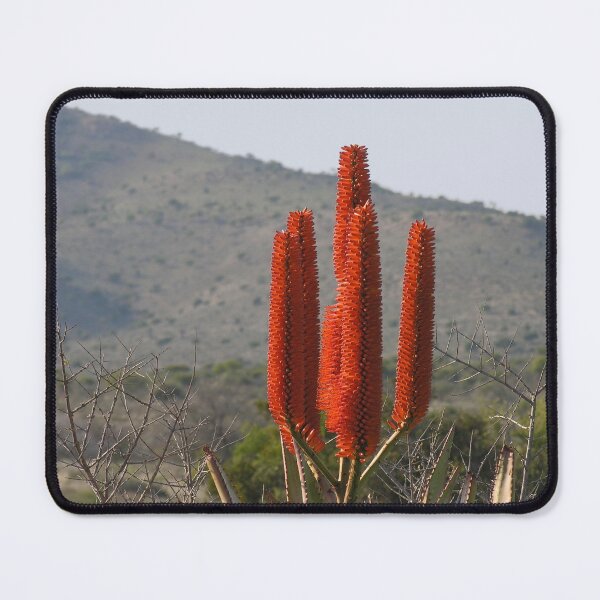 Item preview, Cape Aloe Succulent Plant Cactus Flower, South Africa designed and sold by worldways.