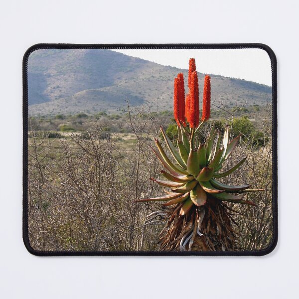 Item preview, Flowering Succulent Torch Aloe Plant Countryside, South Africa designed and sold by worldways.