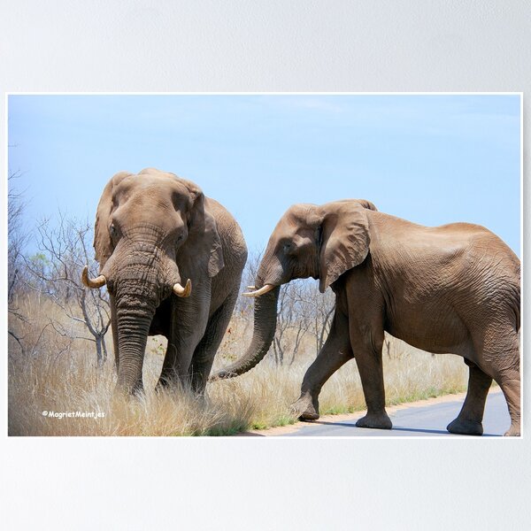Artikelvorschau, CONFRONTATIONS - THE AFRICAN ELEPHANT – Loxodonta Africana entworfen und verkauft von Magriet Meintjes.