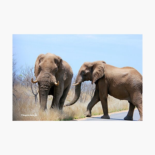 Artikelvorschau, CONFRONTATIONS -  THE AFRICAN ELEPHANT – Loxodonta Africana entworfen und verkauft von Magriet Meintjes.
