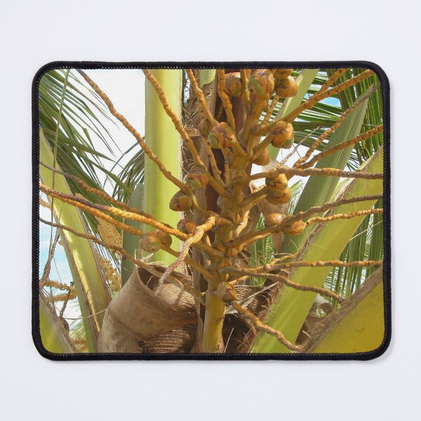 Item preview, Coconut Tree Detail, little coocnuts growing, Brazil designed and sold by worldways.