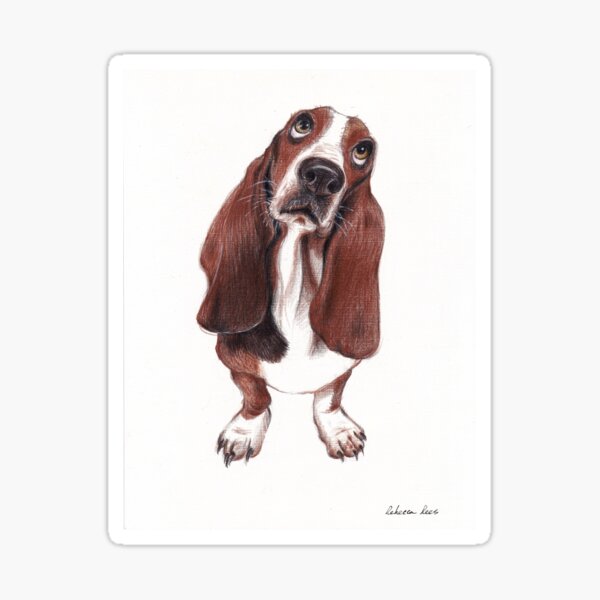 Beautiful Basset Hound Looking for a Forever Home Sticker