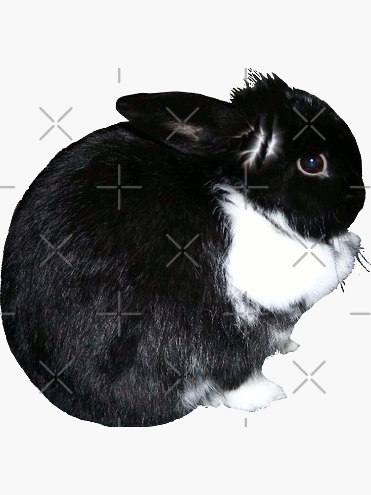 Lapin lapin lapin b lier noir et blanc Sticker