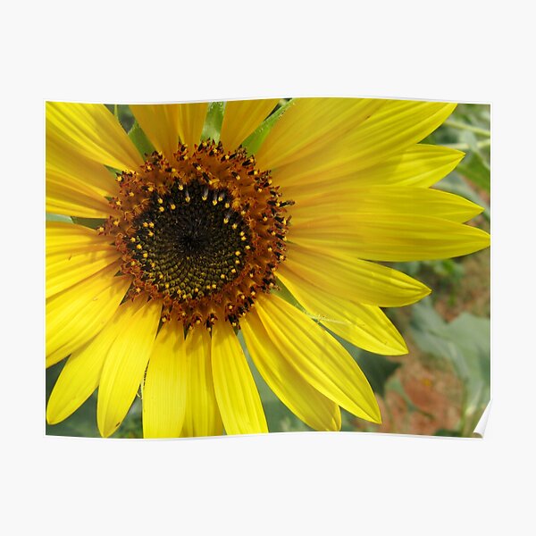 Sunflower Poster