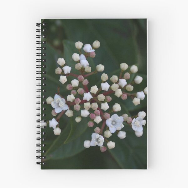 Item preview, Viburnum tinus buds and flowers designed and sold by Anna Lemos.