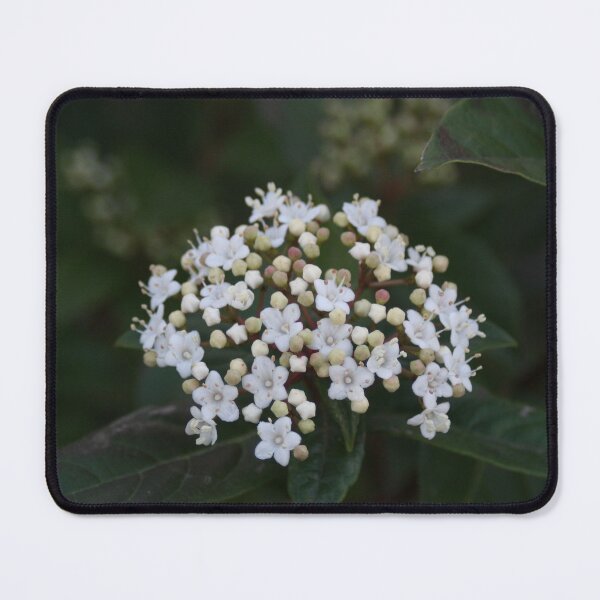 Item preview, Viburnum tinus flowers and buds designed and sold by Anna Lemos.