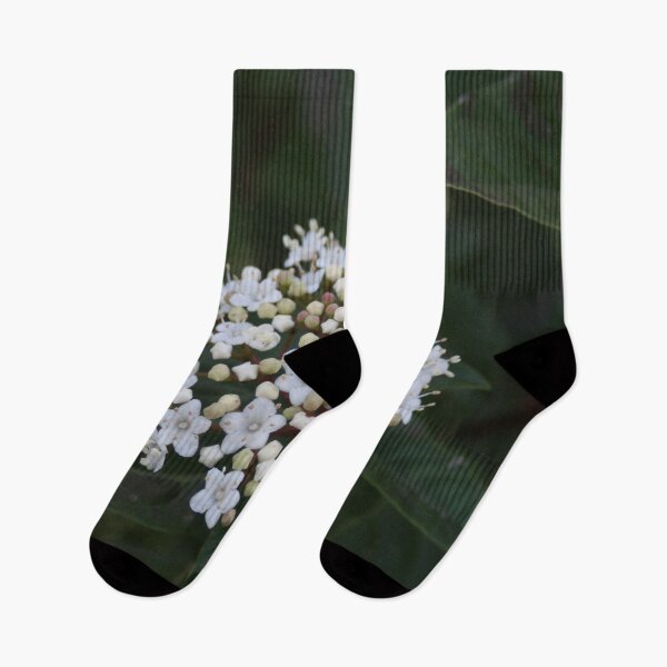 Item preview, Viburnum tinus flowers and buds designed and sold by Anna Lemos.