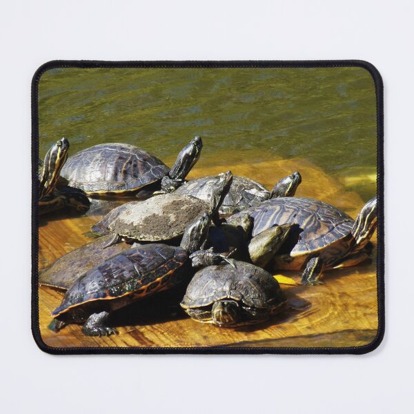 Item preview, Turtles Transfixed Toward The Truth designed and sold by toddbrooney.