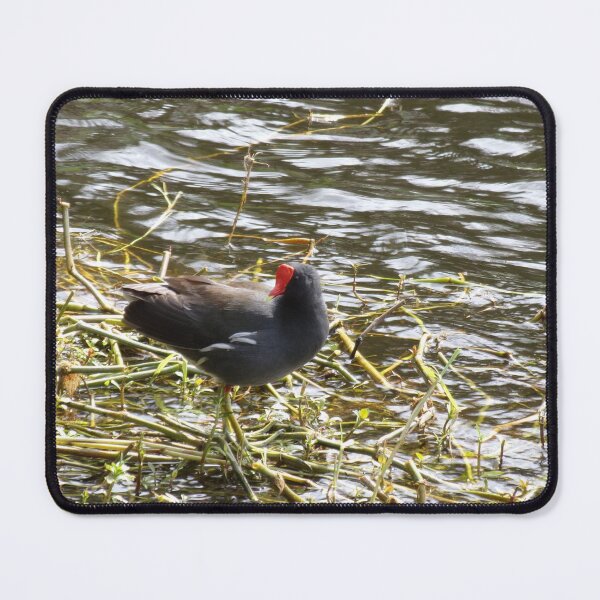 Item preview, Red Crested Water Chicken Common Gallinule designed and sold by toddbrooney.