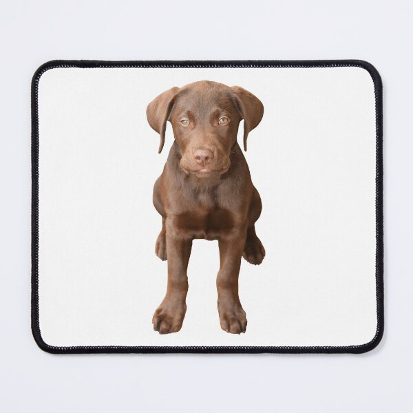 Item preview, Chocolate Labrador Puppy designed and sold by quentinjlang.