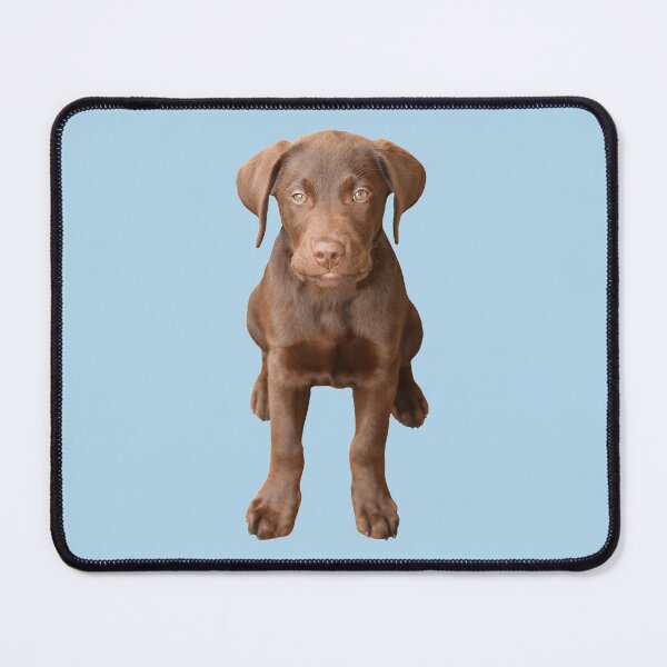 Item preview, Chocolate Labrador Puppy 2 designed and sold by quentinjlang.