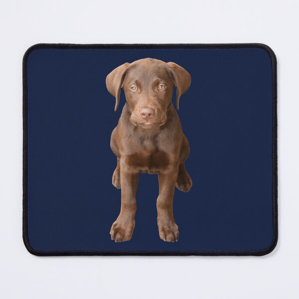 Item preview, Chocolate Labrador Puppy 3 designed and sold by quentinjlang.