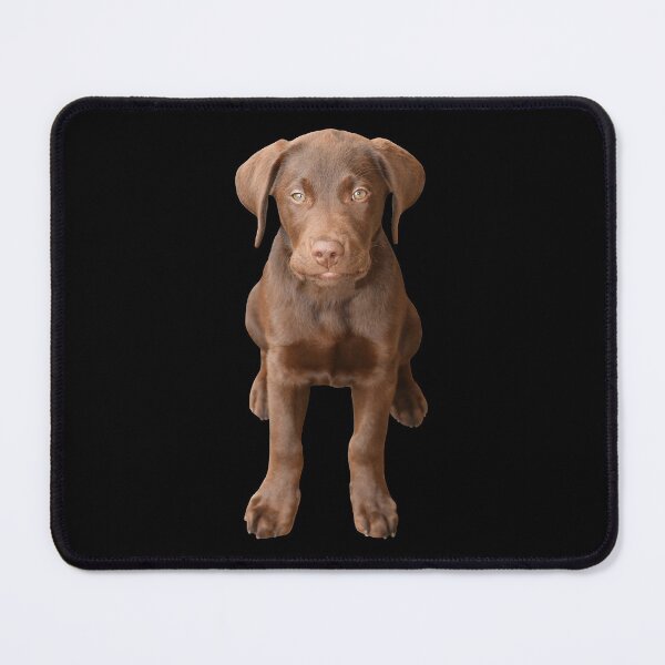 Item preview, Chocolate Labrador Puppy 4 designed and sold by quentinjlang.