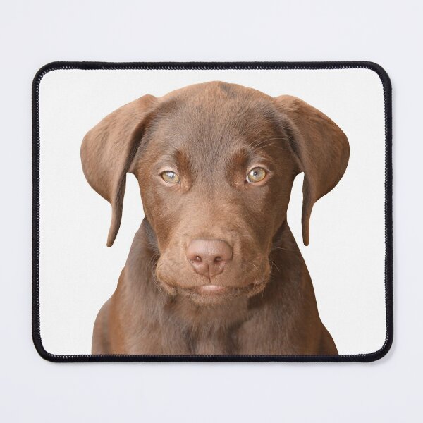 Item preview, Chocolate Labrador Puppy 5 designed and sold by quentinjlang.