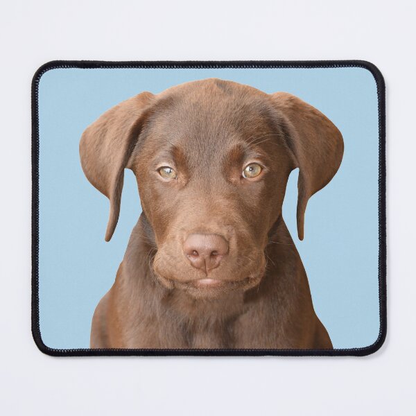 Item preview, Chocolate Labrador Puppy 6 designed and sold by quentinjlang.