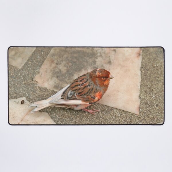 Item preview, Lovely runaway canary bird designed and sold by Anna Lemos.