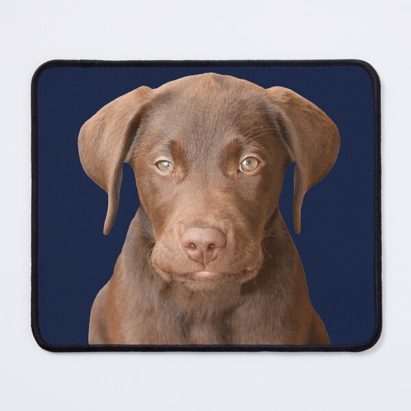 Item preview, Chocolate Labrador Puppy 7 designed and sold by quentinjlang.