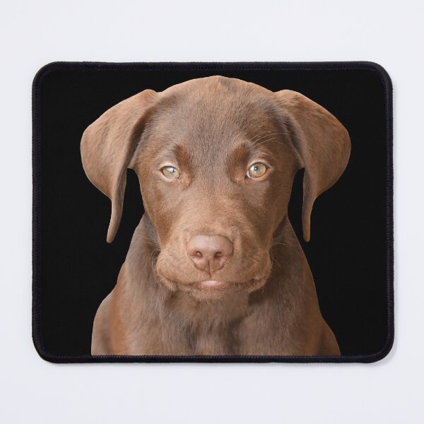Item preview, Chocolate Labrador Puppy 8 designed and sold by quentinjlang.