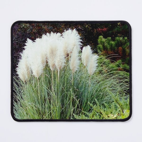 Item preview, White Pampas designed and sold by steeleart1.