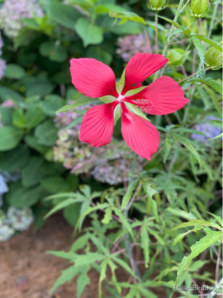 Texas Star Hibiscus Flower by BaileyBirdDog