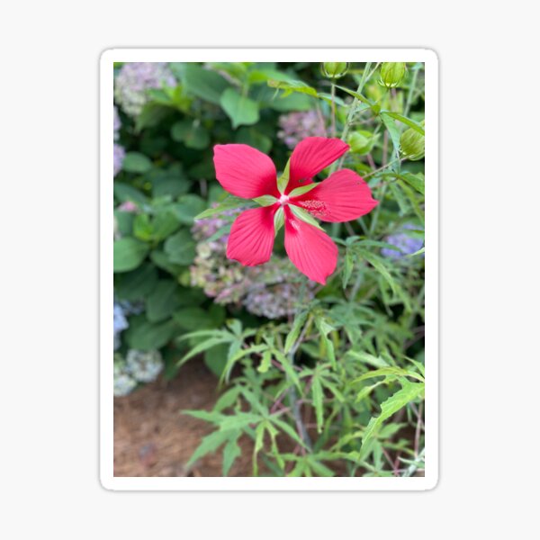 Texas Star Hibiscus Flower Sticker