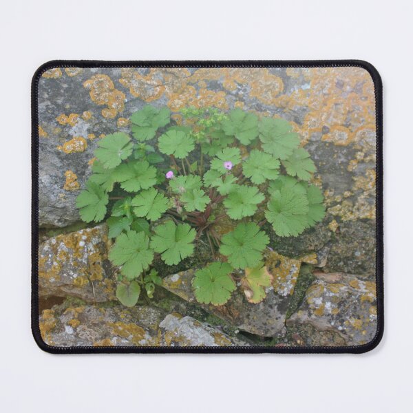 Item preview, Life on an old stone wall designed and sold by Anna Lemos.