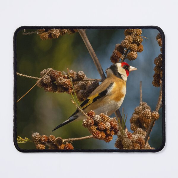 Item preview, Goldfinch 3 designed and sold by David  Hibberd.