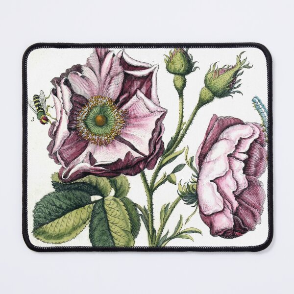Item preview, Rosa provincialis Vintage Botanical Print designed and sold by Douglas E. Welch Design and Photography.