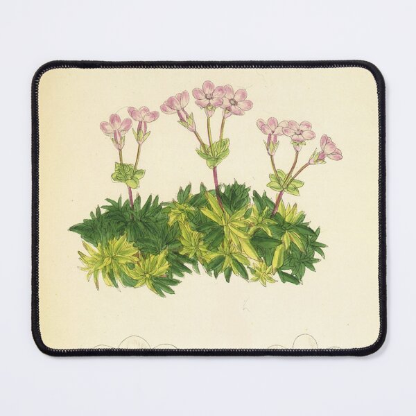Item preview, Vintage Douglasia laevigata Botanical Print designed and sold by Douglas E. Welch Design and Photography.