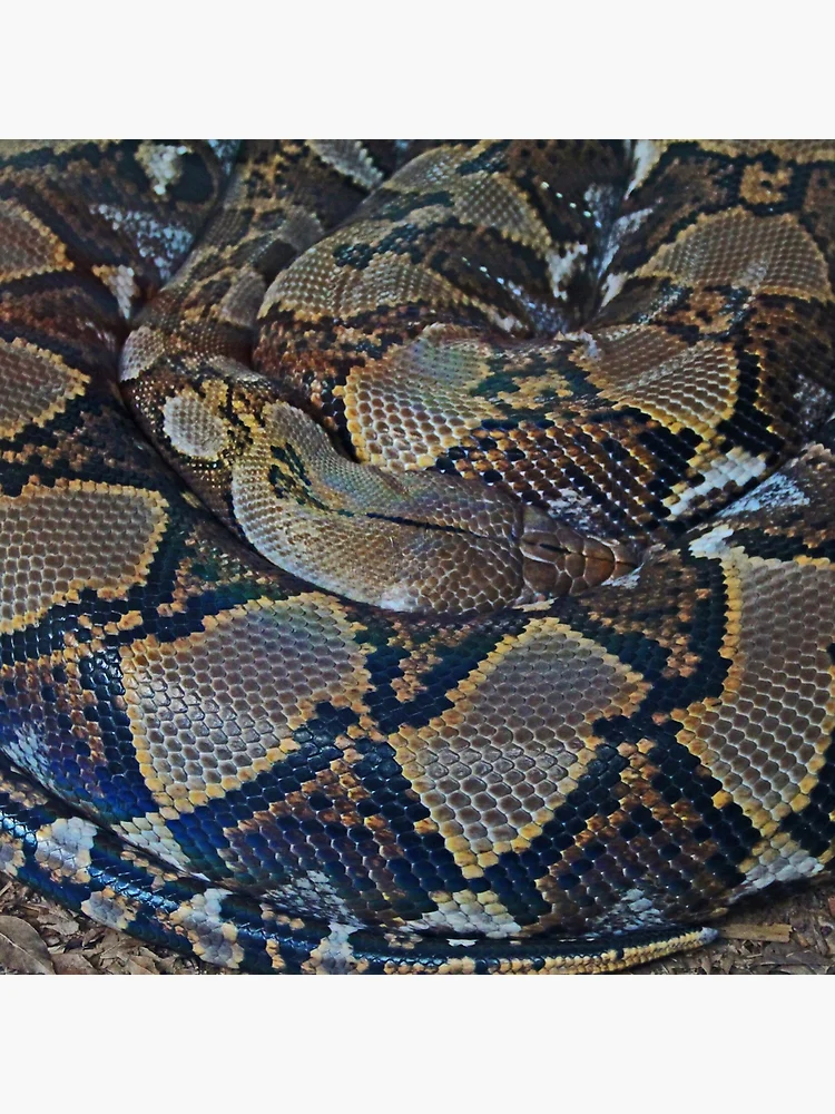 Thumbnail 4 of 4, Pillow, Python designed and sold by Michiale.