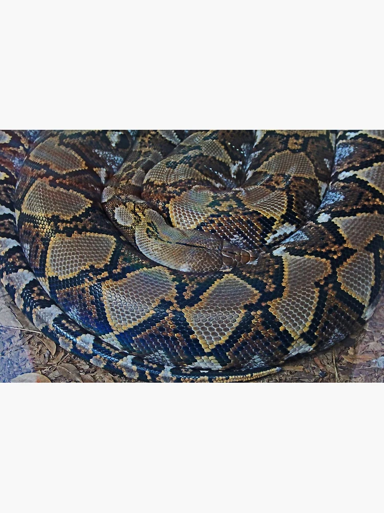 Thumbnail 3 of 3, Photographic Print, Python designed and sold by Michiale.