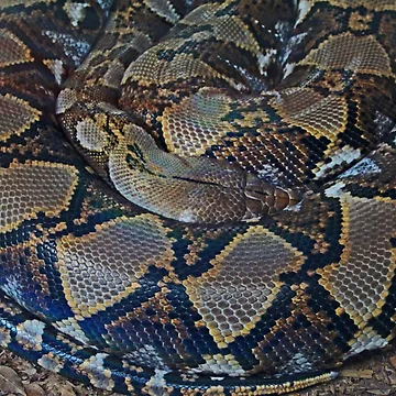 Artwork thumbnail, Python by Michiale