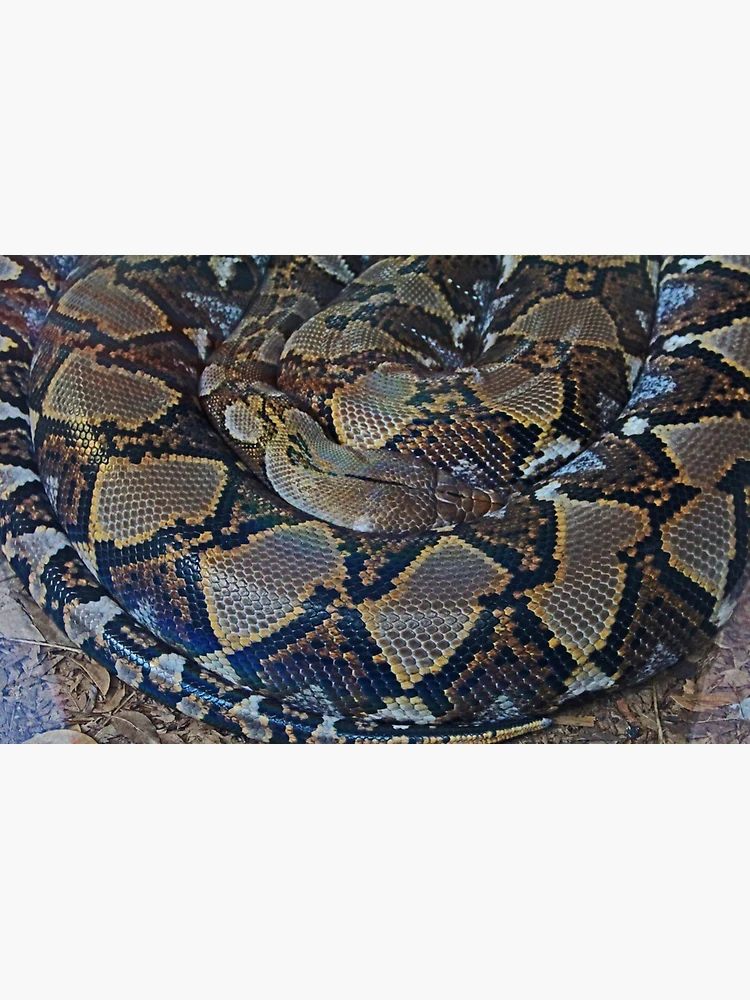 Thumbnail 2 of 2, Laptop Sleeve, Python designed and sold by Michiale.